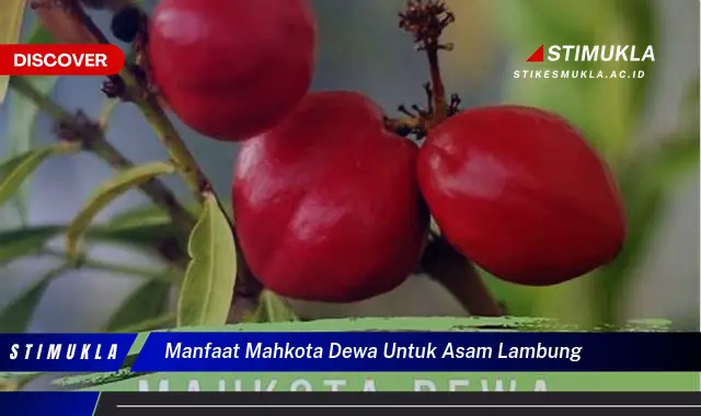 manfaat mahkota dewa untuk asam lambung