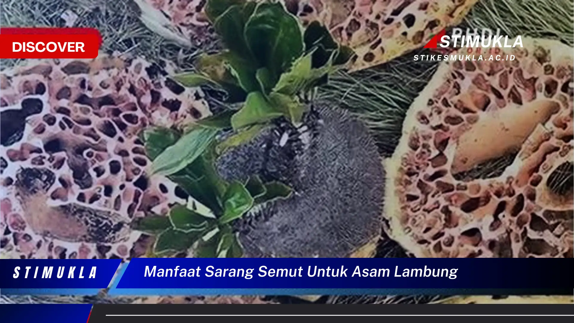 manfaat sarang semut untuk asam lambung