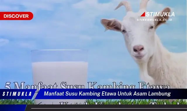 manfaat susu kambing etawa untuk asam lambung