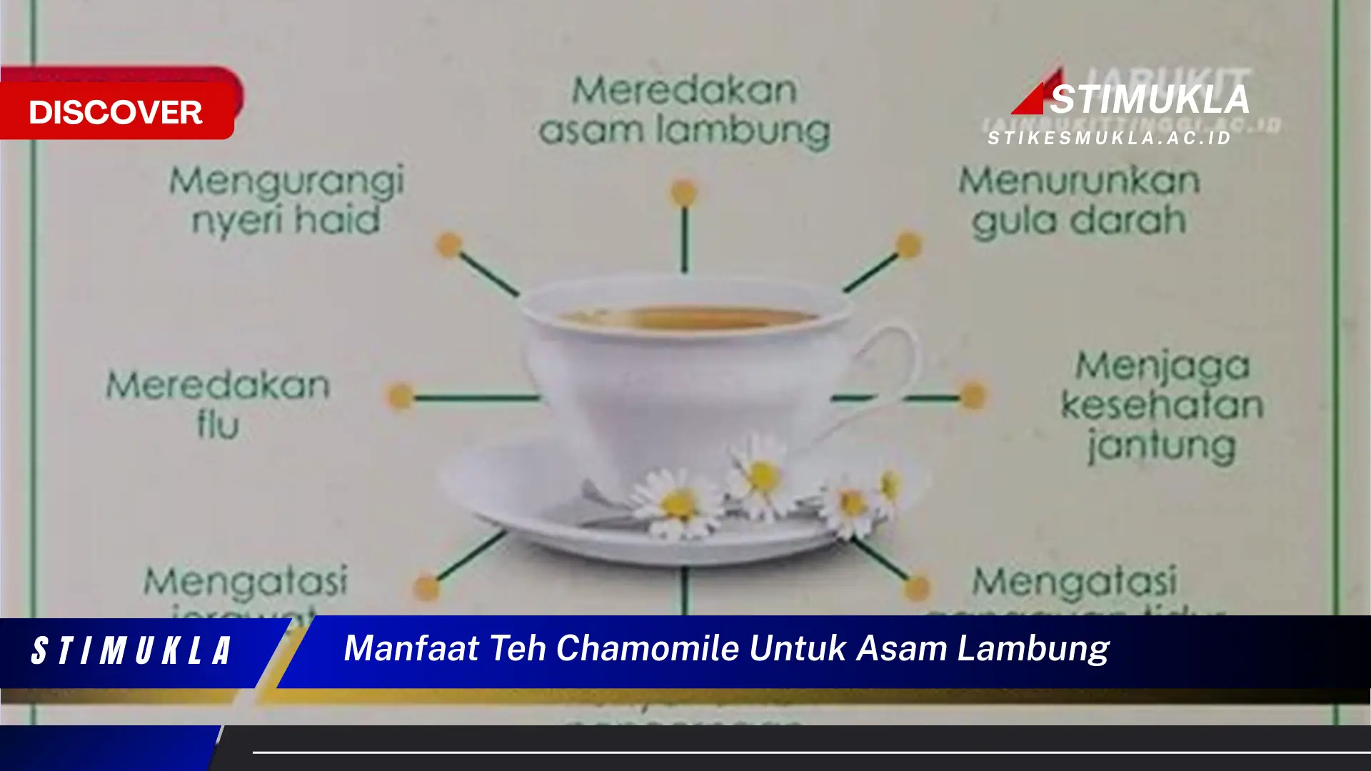 manfaat teh chamomile untuk asam lambung