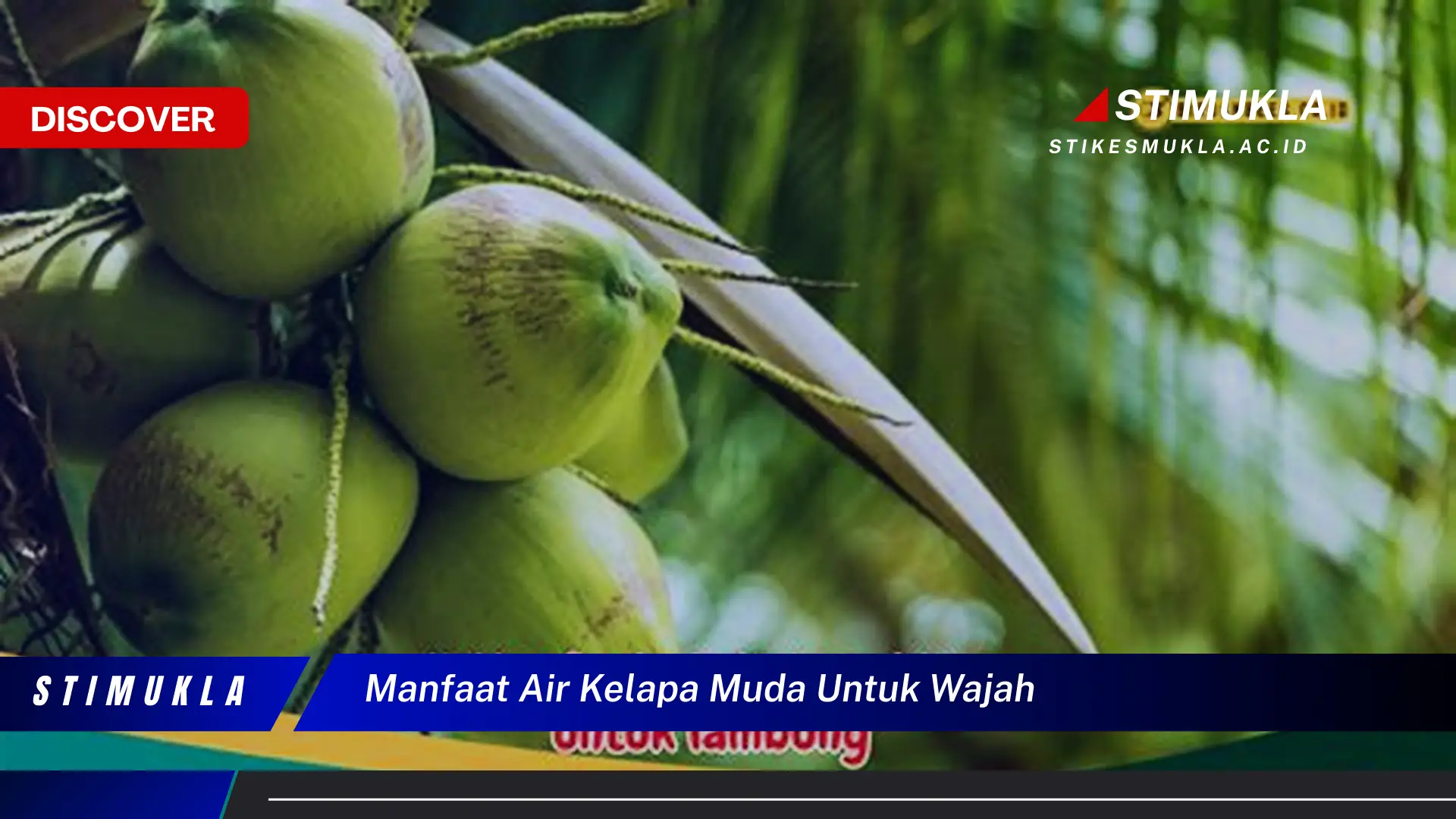 manfaat air kelapa muda untuk wajah manfaat air kelapa muda untuk wajah