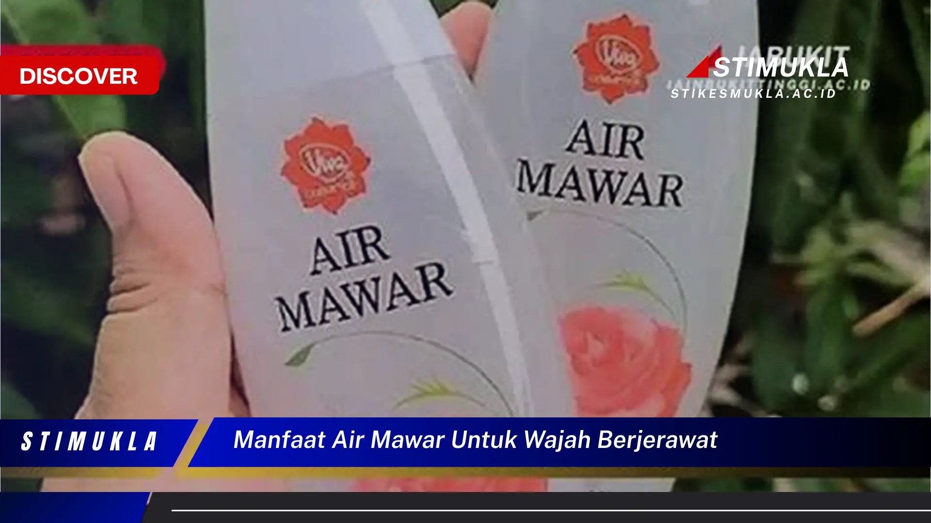 manfaat air mawar untuk wajah berjerawat