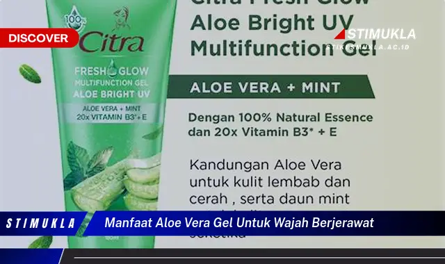 manfaat aloe vera gel untuk wajah berjerawat