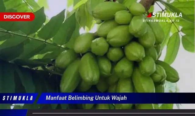 manfaat belimbing untuk wajah