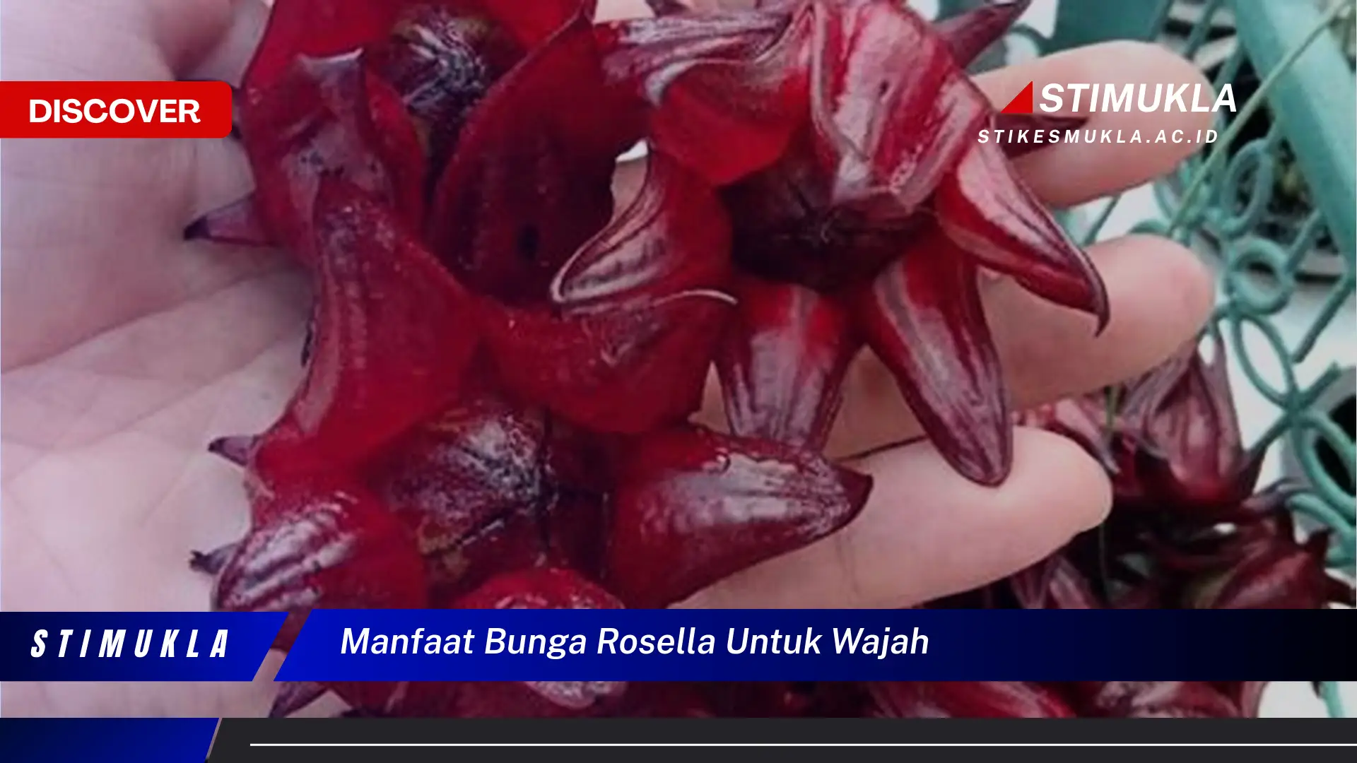 manfaat bunga rosella untuk wajah