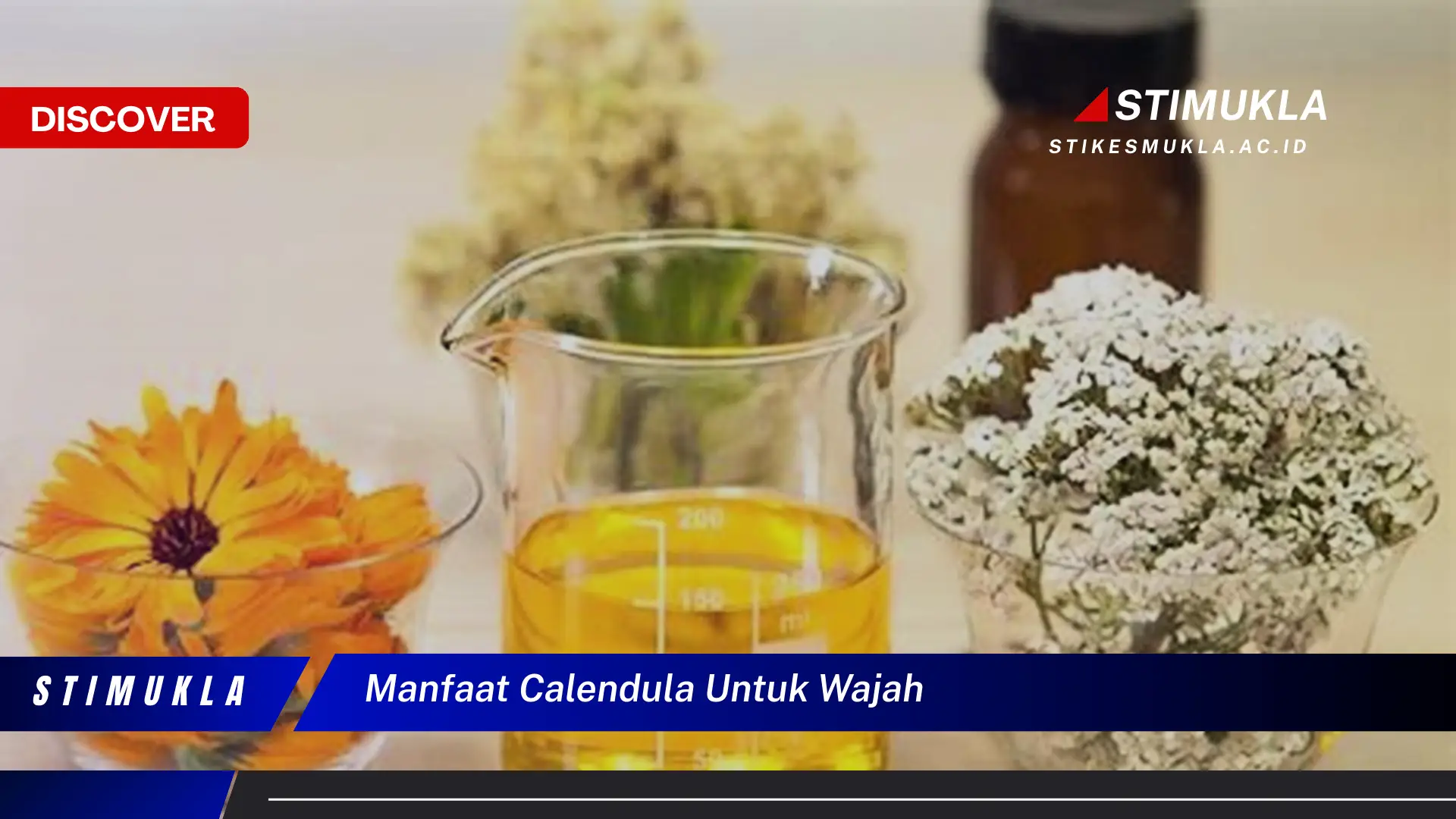 manfaat calendula untuk wajah