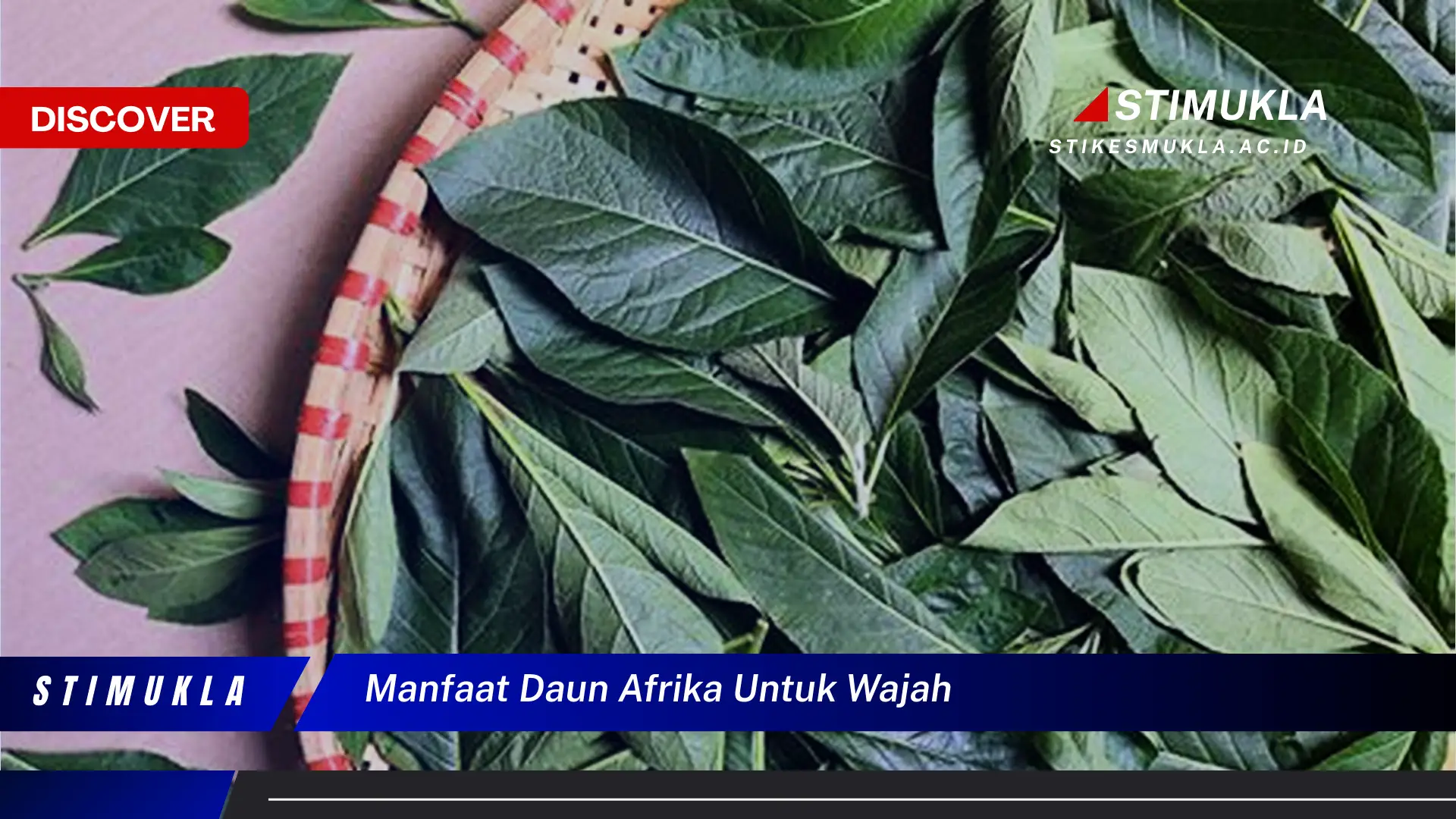 manfaat daun afrika untuk wajah