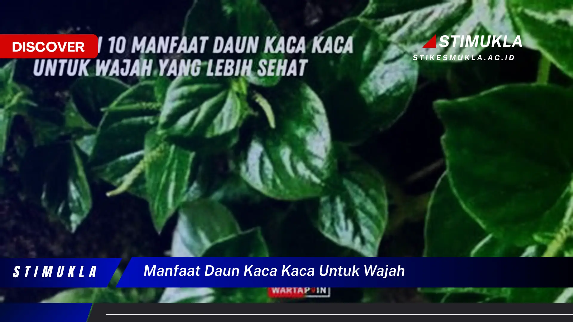 manfaat daun kaca kaca untuk wajah