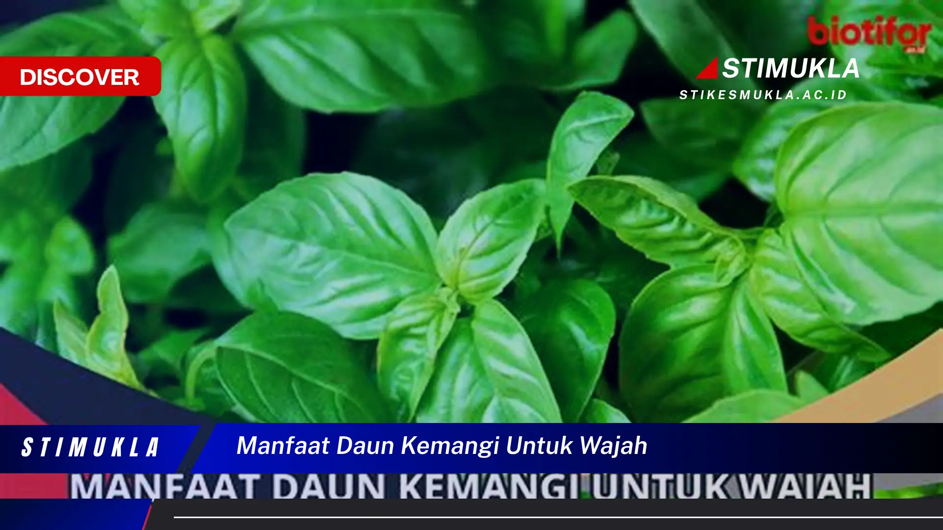 manfaat daun kemangi untuk wajah