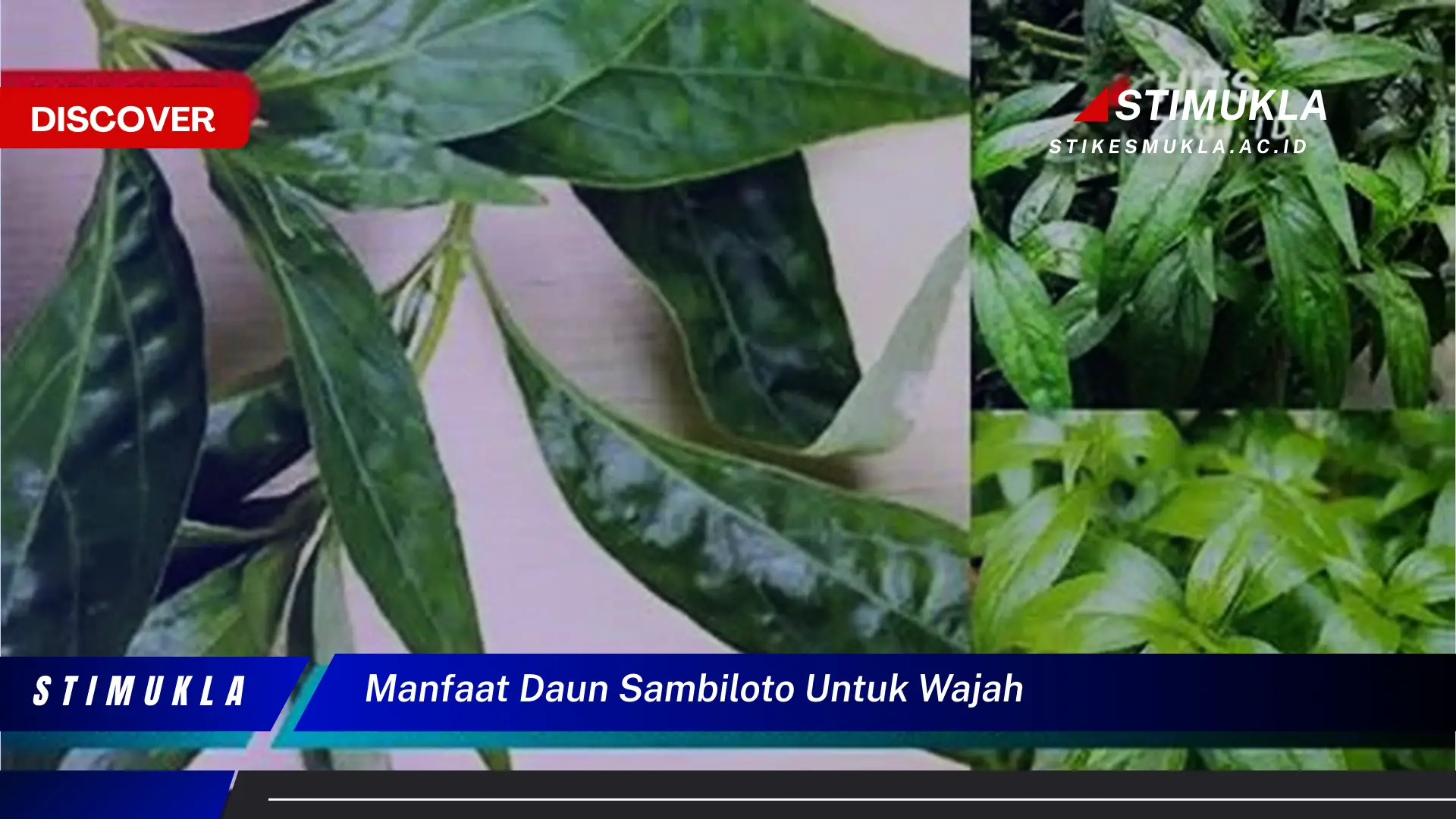manfaat daun sambiloto untuk wajah manfaat daun sambiloto untuk wajah