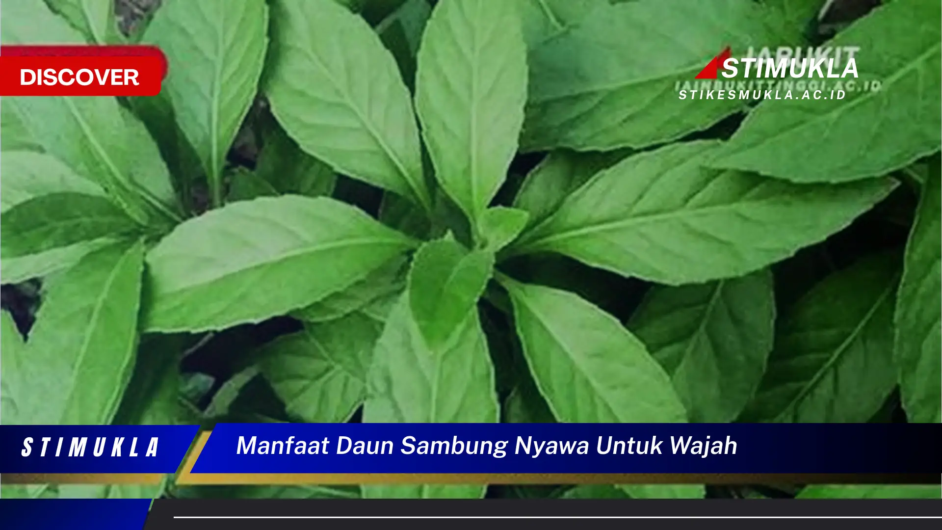 manfaat daun sambung nyawa untuk wajah