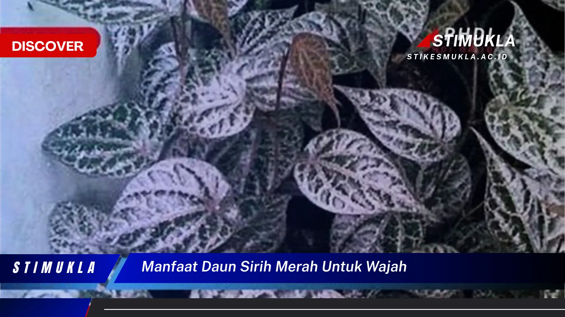 manfaat daun sirih merah untuk wajah
