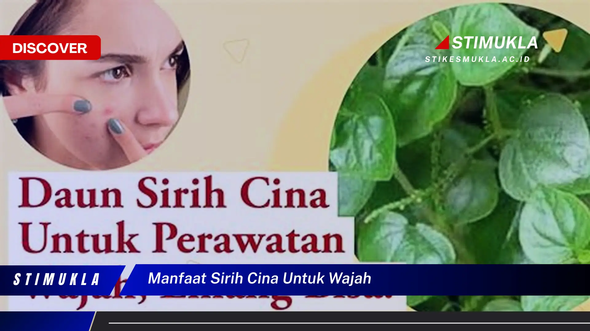manfaat sirih cina untuk wajah manfaat sirih cina untuk wajah