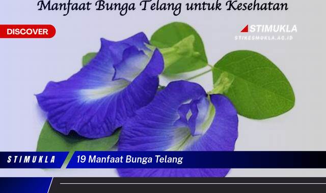 Ketahui 19 Manfaat Bunga Telang untuk Kesehatan dan Kecantikan