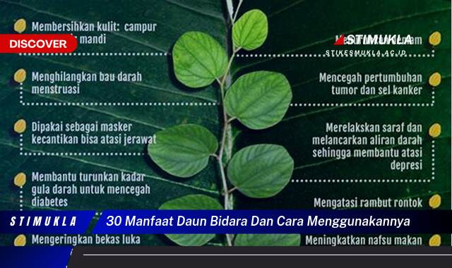 Ketahui 30 Manfaat Daun Bidara dan Cara Menggunakannya untuk Kesehatan
