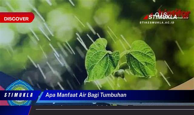 Ketahui 9 Manfaat Air Bagi Tumbuhan, Kunci Pertumbuhan dan Kesehatan Optimal