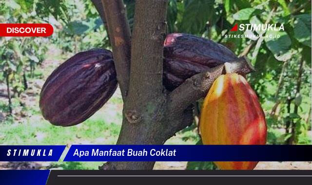 Temukan 8 Manfaat Buah Coklat untuk Kesehatan dan Kecantikan Anda