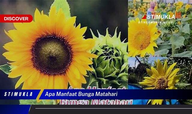 Temukan 10 Manfaat Bunga Matahari untuk Kesehatan dan Kecantikan Temukan 10 Manfaat Bunga Matahari untuk Kesehatan dan Kecantikan