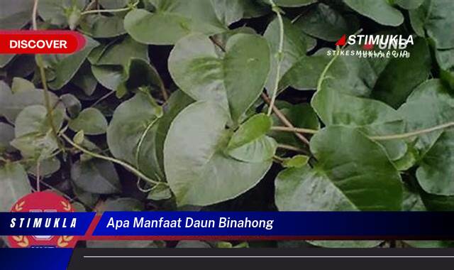 Ketahui 8 Manfaat Daun Binahong untuk Kesehatan Tubuh Anda