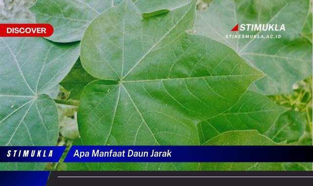 Temukan 10 Manfaat Daun Jarak untuk Kesehatan dan Kecantikan