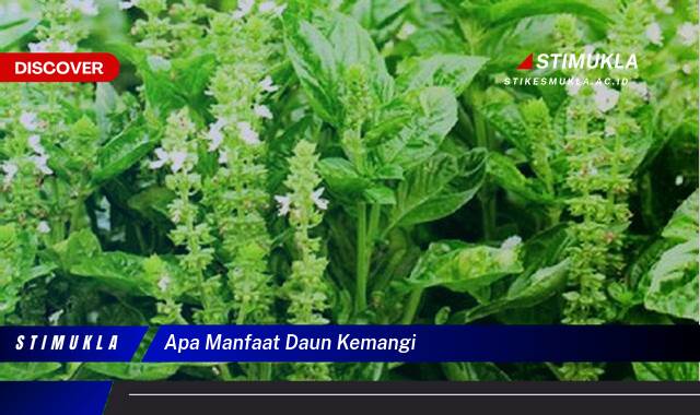 Ketahui 10 Manfaat Daun Kemangi untuk Kesehatan Tubuh Anda Ketahui 10 Manfaat Daun Kemangi untuk Kesehatan Tubuh Anda