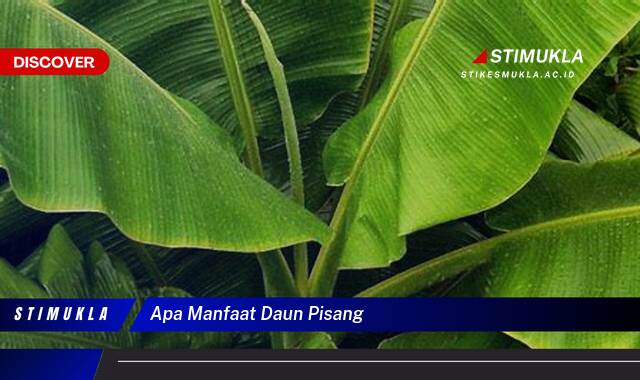 10 Manfaat apa manfaat daun pisang Terungkapnya Khasiat Alami