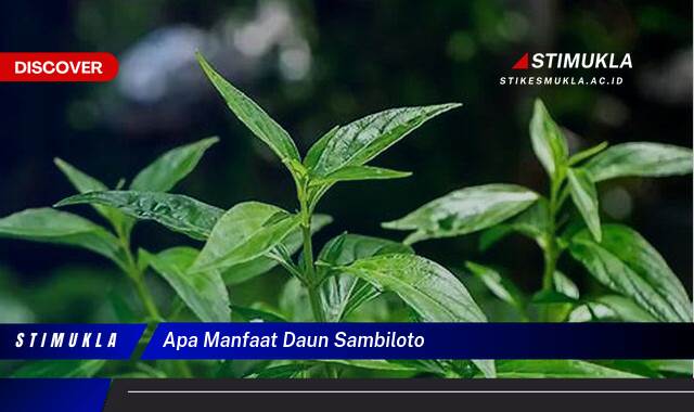 Inilah 9 Manfaat Daun Sambiloto untuk Kesehatan Tubuh Anda