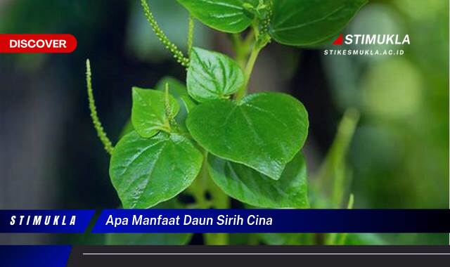 Ketahui 10 Manfaat Daun Sirih Cina untuk Kesehatan dan Kecantikan Anda Ketahui 10 Manfaat Daun Sirih Cina untuk Kesehatan dan Kecantikan Anda