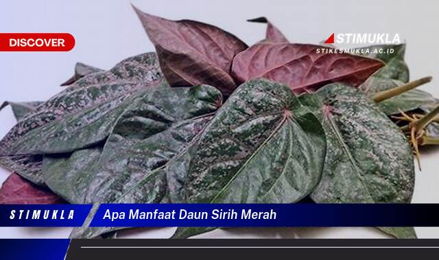 Ketahui 10 Manfaat Daun Sirih Merah untuk Kesehatan Tubuh Anda