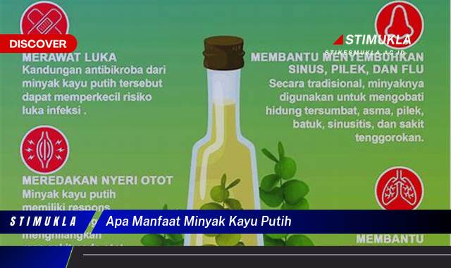 Inilah 10 Manfaat Minyak Kayu Putih untuk Kesehatan dan Kecantikan