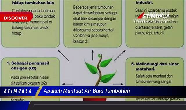 Ketahui 8 Manfaat Air Bagi Tumbuhan, Kunci Pertumbuhan dan Kesehatan