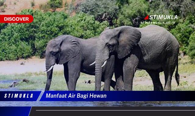 Ketahui 8 Manfaat Air Bagi Hewan, Kunci Kesehatan dan Kelangsungan Hidup Ketahui 8 Manfaat Air Bagi Hewan, Kunci Kesehatan dan Kelangsungan Hidup