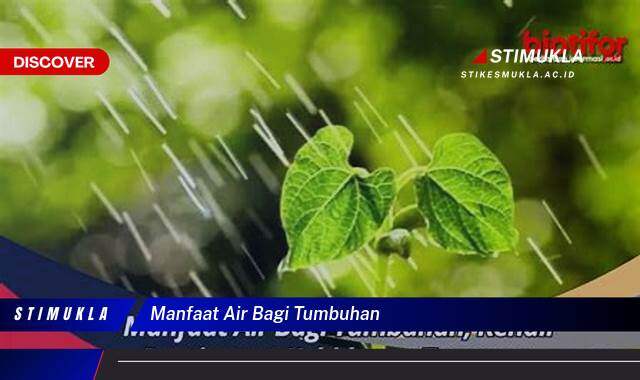Ketahui 8 Manfaat Air Bagi Tumbuhan, Kunci Pertumbuhan dan Kesehatan Optimal Ketahui 8 Manfaat Air Bagi Tumbuhan, Kunci Pertumbuhan dan Kesehatan Optimal
