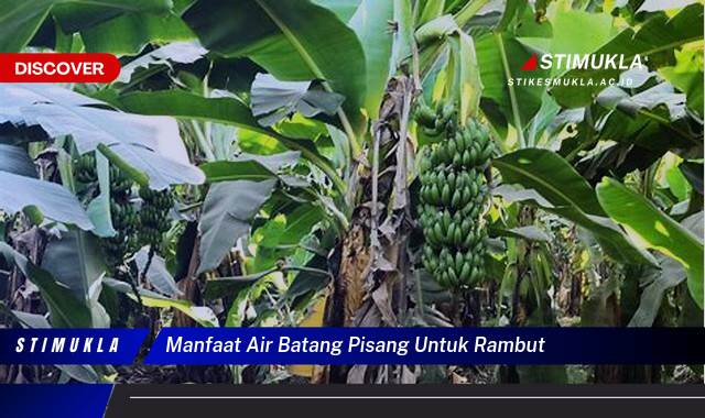 Temukan 9 Manfaat Air Batang Pisang untuk Rambut Lebih Sehat, Kuat dan Berkilau