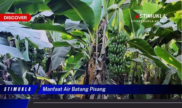 Ketahui 10 Manfaat Air Batang Pisang untuk Kesehatan dan Kecantikan Anda Ketahui 10 Manfaat Air Batang Pisang untuk Kesehatan dan Kecantikan Anda