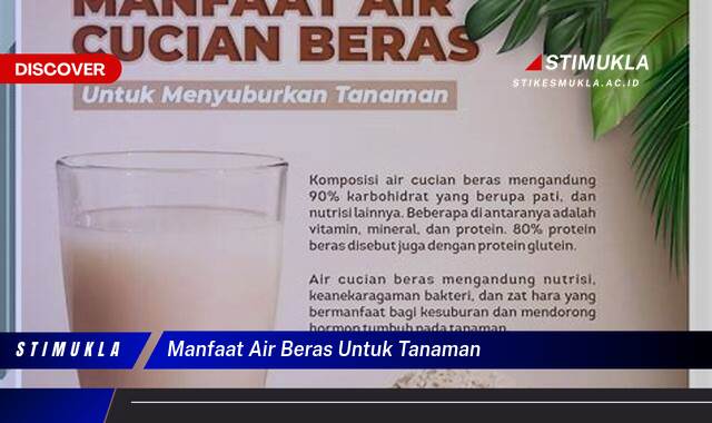 Ketahui 8 Manfaat Air Beras untuk Tanaman, Rahasia Pertumbuhan Subur dan Hasil Melimpah