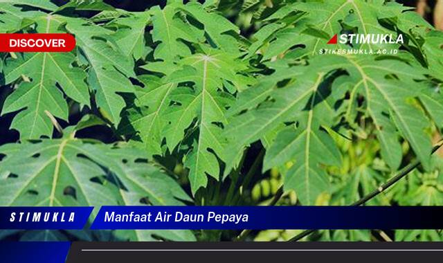 Ketahui 8 Manfaat Air Daun Pepaya untuk Kesehatan Anda