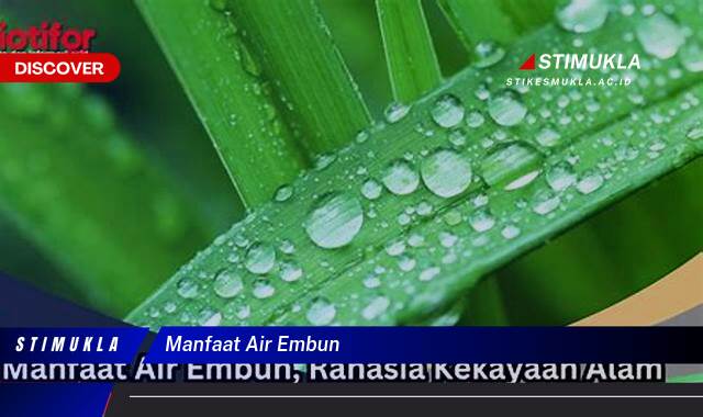 Ketahui 8 Manfaat Air Embun untuk Kesehatan dan Kecantikan Kulit