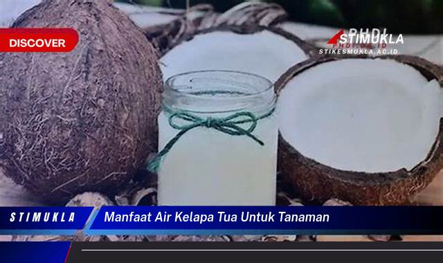8 Manfaat Air Kelapa Tua untuk Tanaman Subur Alami