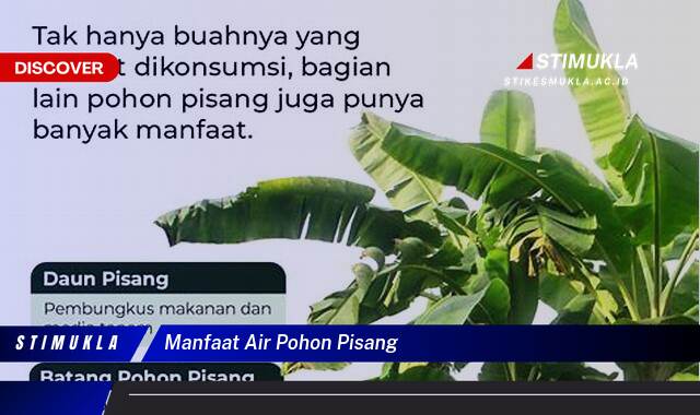 Ketahui 9 Manfaat Air Pohon Pisang untuk Kesehatan dan Kecantikan Anda