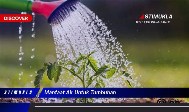 Ketahui 10 Manfaat Air untuk Tumbuhan bagi Pertumbuhan Optimal