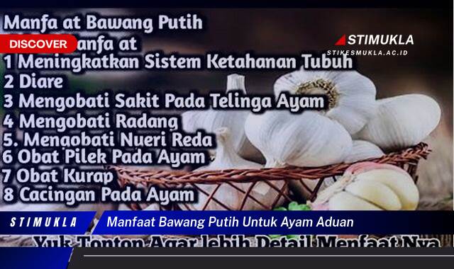 Ketahui 10 Manfaat Bawang Putih untuk Ayam Aduan, Meningkatkan Stamina dan Kesehatan