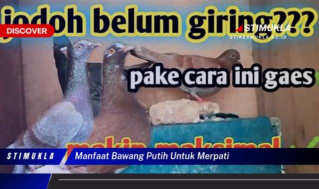 Ketahui 8 Manfaat Bawang Putih untuk Merpati, Kesehatan, Performa, dan Pencegahan Penyakit