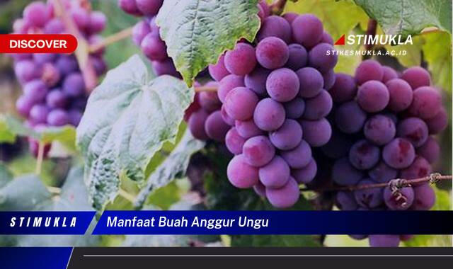 10 Manfaat manfaat buah anggur ungu Temukan Khasiatnya Sekarang