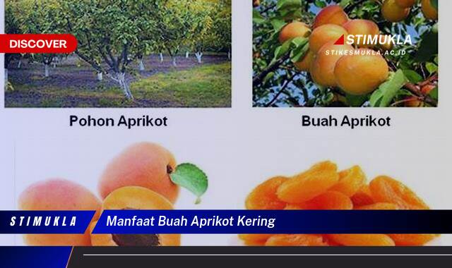 Ketahui 10 Manfaat Buah Aprikot Kering untuk Kesehatan Anda Ketahui 10 Manfaat Buah Aprikot Kering untuk Kesehatan Anda
