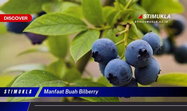 9 Manfaat Buah Bilberry, Kesehatan Mata Optimal