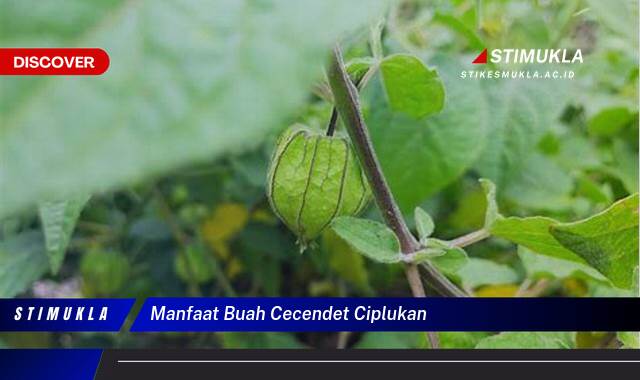 Ketahui 9 Manfaat Buah Cecendet Ciplukan untuk Kesehatan