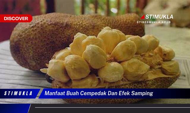 9 Manfaat manfaat buah cempedak dan efek samping Temukan Fakta Pentingnya!
