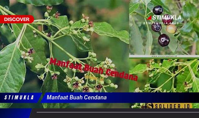 9 Manfaat buah cendana untuk kesehatan optimal
