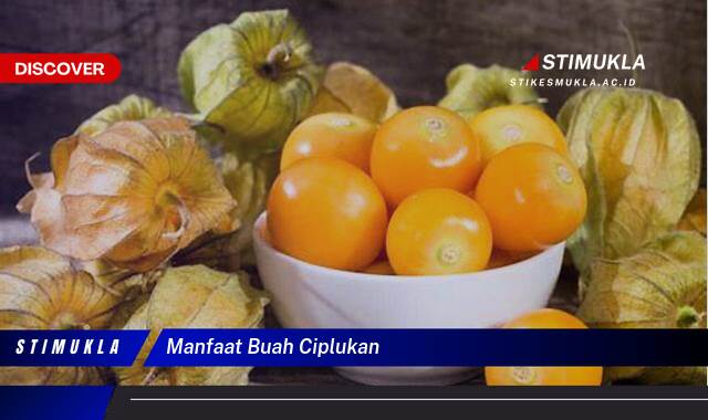 Ketahui 9 Manfaat Buah Ciplukan untuk Kesehatan Tubuh Anda Secara Keseluruhan Ketahui 9 Manfaat Buah Ciplukan untuk Kesehatan Tubuh Anda Secara Keseluruhan